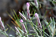 Staehelina dubia Staehelina dubia